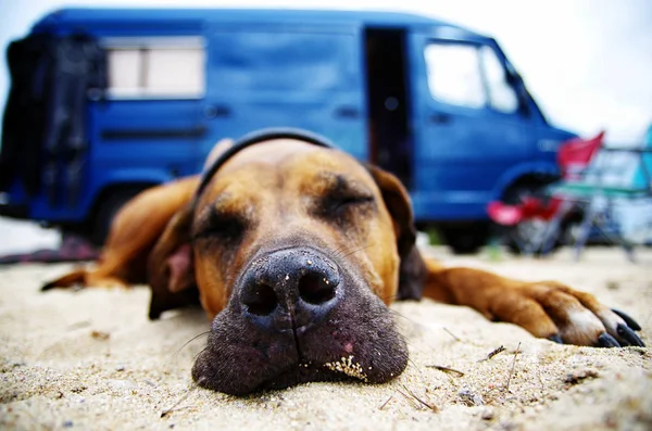 Köpek bir van yanındaki yerde yatan kapatın. Hayvan konsepti ile seyahat.