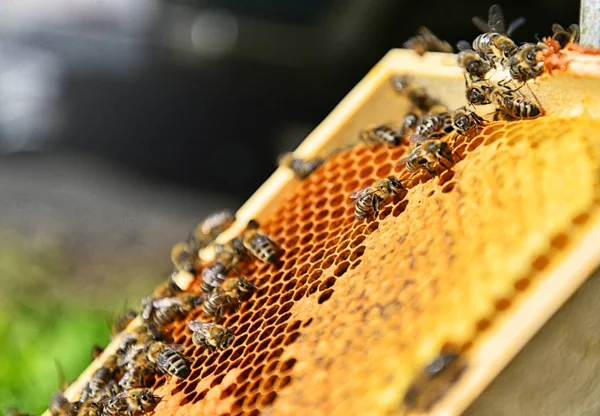 Närbild Hel Del Bin Honeycomb Suddig Bakgrund Solig Dag Biodling — Stockfoto