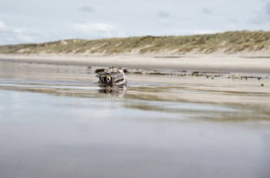 Ölü yakın balık yalan kum plaj