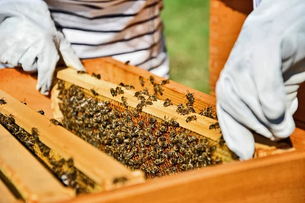 Портрет бджоляра, що працює з медовими клітинами . — стокове фото