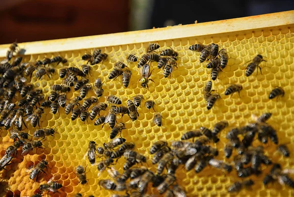 Queen Bee Surrounded Her Workers Close Wooden Frame Honeycomb Bees — Stock Photo, Image