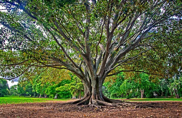 Vista Bela Árvore Parque — Fotografia de Stock