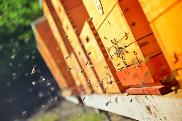 Des Abeilles Volent Autour Une Ruche Concept Apicole Ruches Bois Images De Stock Libres De Droits