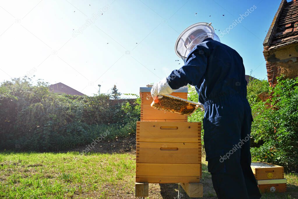 Beekeeper inspecting the beehive in the garden. Summer day. Beekeeping concept. 