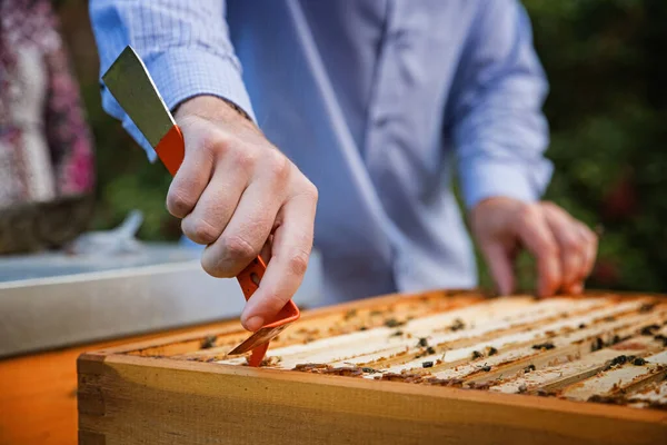 Close Beekeeper Hands Using Beekeeping Tool Pick Honey Comb Wooden — Stock Photo, Image