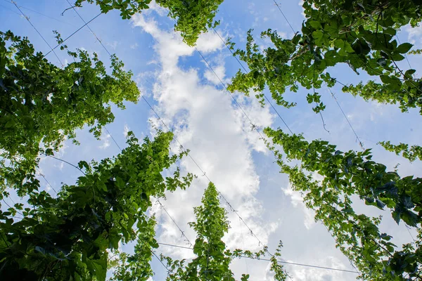 Beer Hops Beer Production Concept Plantation Hops Humulus Lupulus Green — Stock Photo, Image