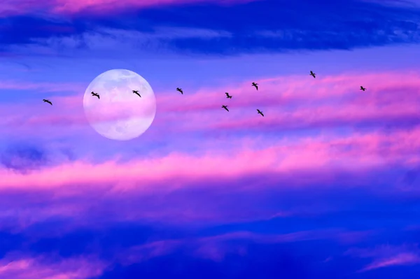 Maan vogels wolken — Stockfoto