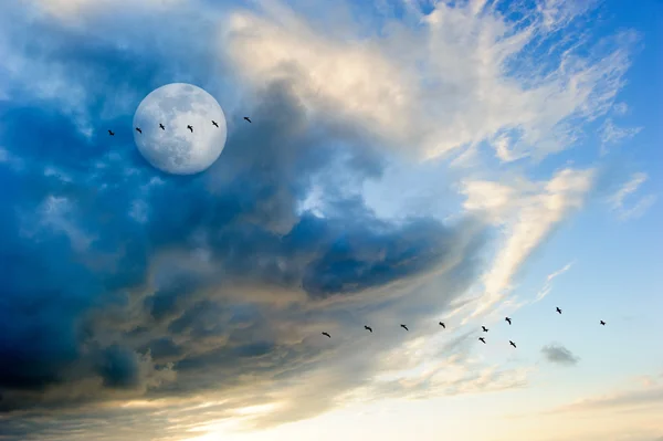 Maan wolken vogels — Stockfoto