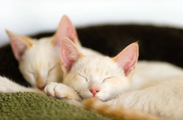 Kittens Sleeping Together — Stock Photo, Image