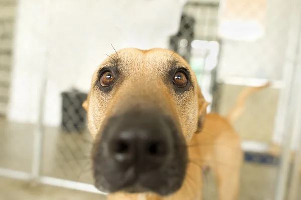 Funny Dog Looking — Stock Photo, Image