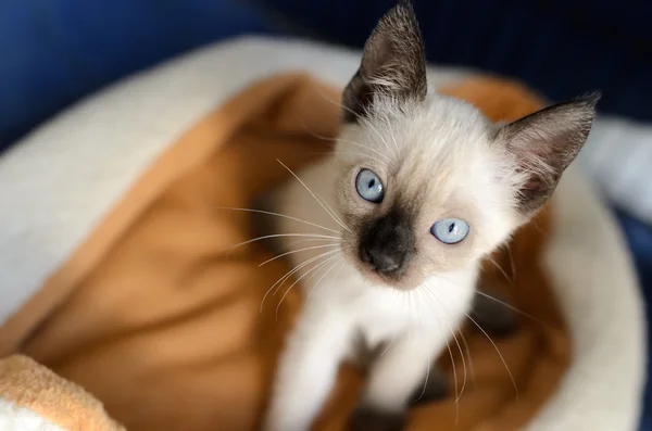 Kitten Cat Pets — Stock Photo, Image