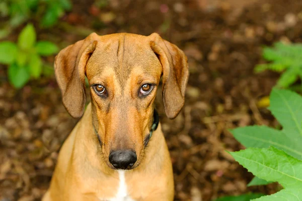 Chien curieux en plein air — Photo