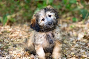 Sevimli köpek kabarık
