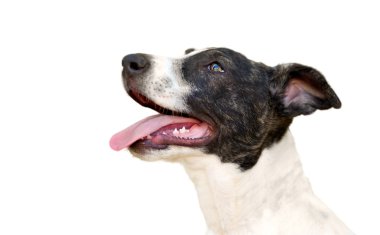 beyaz izole köpek