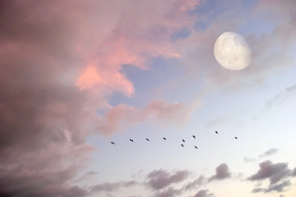 Birds Flying Moon — Stock Photo, Image