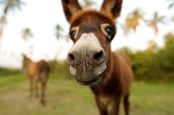 Burro bebê rosto — Fotografia de Stock