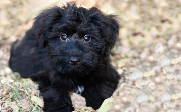 Puppy Dog Cute — Stock Photo, Image