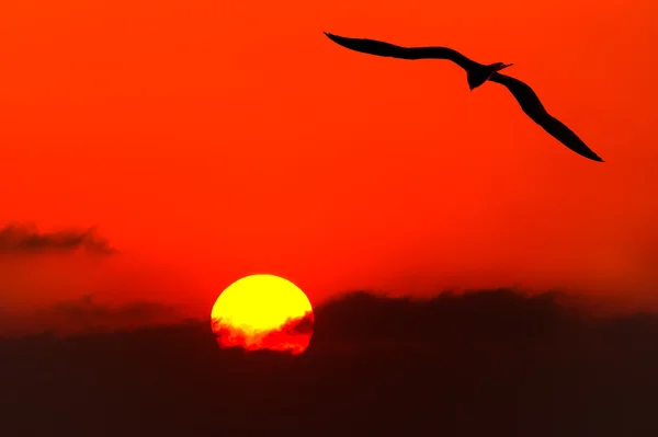 Uçan Kuş siluet — Stok fotoğraf