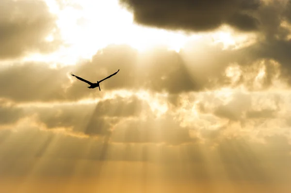 Silhouette d'oiseau volant — Photo