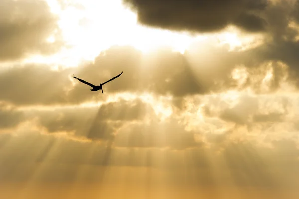 Silueta de aves Volando —  Fotos de Stock