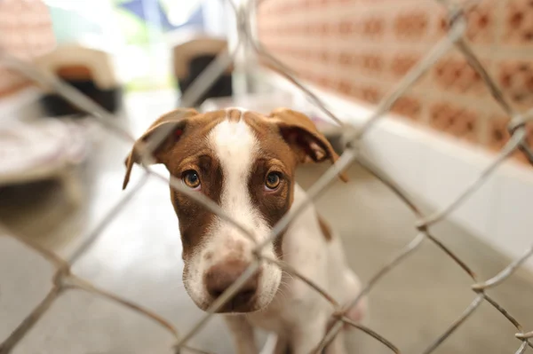 Adopción de refugio para perros — Foto de Stock