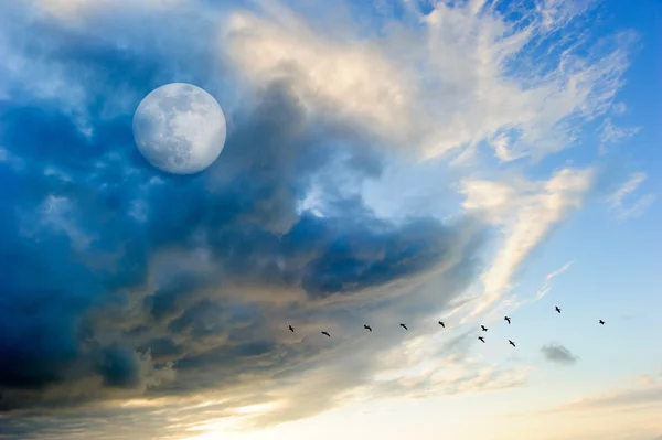 Aves Luna Nubes — Foto de Stock