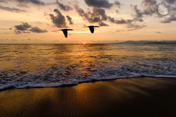 Birds Flying Ocean Sunset Silhouettes