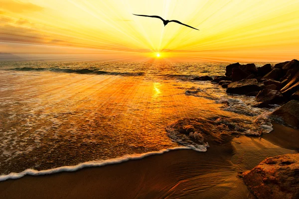 Pássaro silhueta voador oceano pôr-do-sol raios de sol — Fotografia de Stock