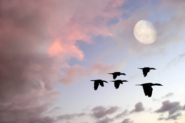 Moon uçan kuşlar — Stok fotoğraf