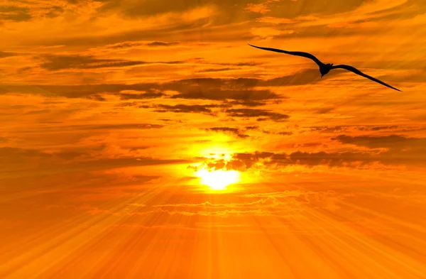 Silueta de libertad de aves Volando — Foto de Stock