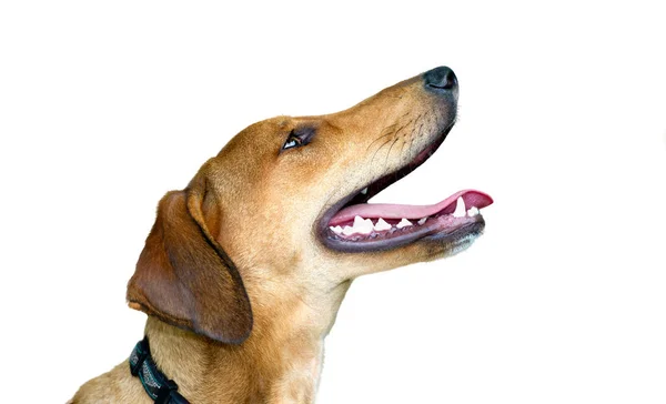 Perro feliz aislado en blanco — Foto de Stock