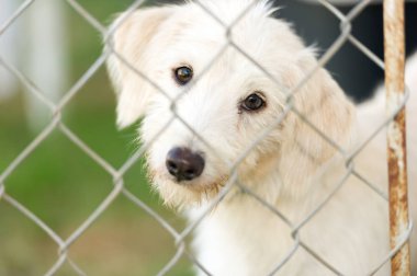 Barınak köpek üzgün yüz