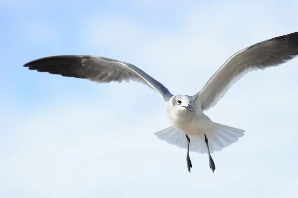 Fågel flygande mås — Stockfoto