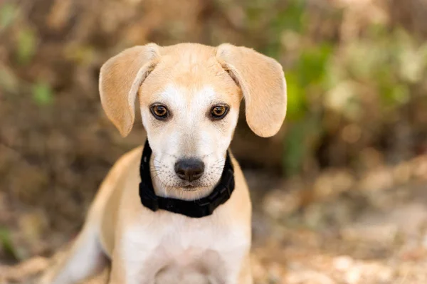 Şirin köpek yavrusu köpek — Stok fotoğraf