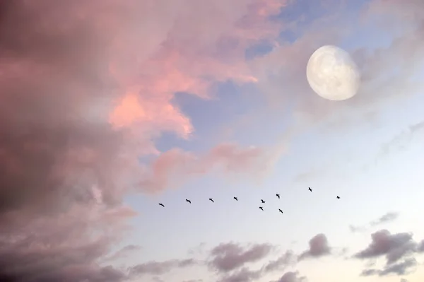 Birds Moon Flying Silhouettes — Stock Photo, Image