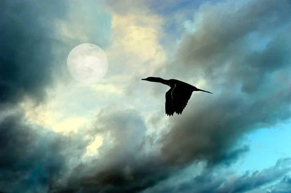 Vogels silhouet Flying — Stockfoto