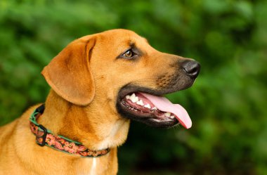 mutlu köpek açık havada