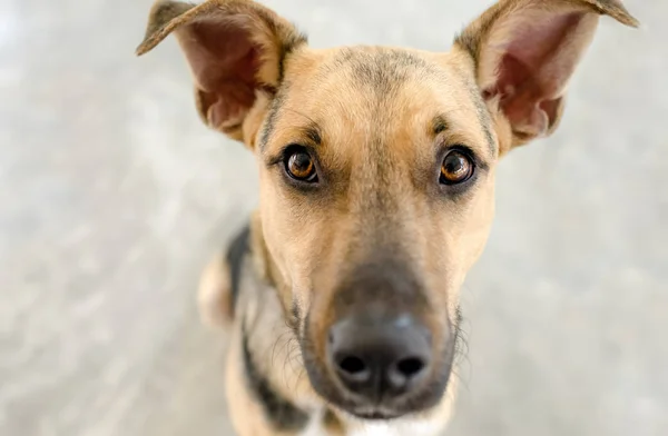 Chien regardant de près — Photo