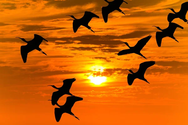 Zonsondergang vogels vliegen silhouetten — Stockfoto