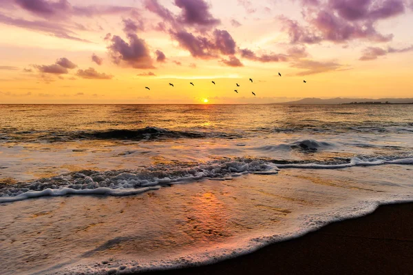 Oceaan zonsondergang vogels — Stockfoto