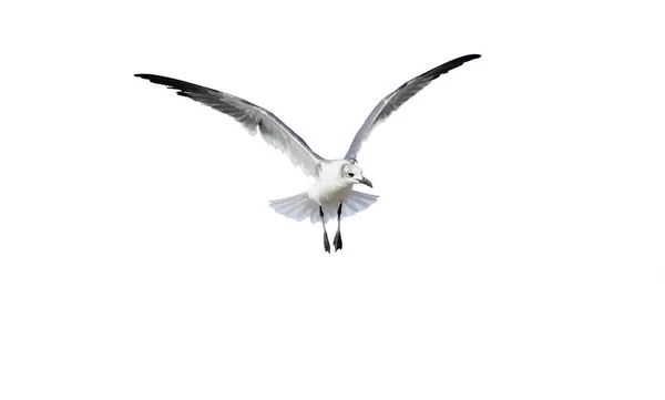 Bird Flying Seagull — Stock Photo, Image