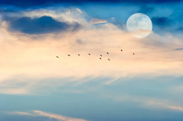 Luna Nubes Aves — Foto de Stock