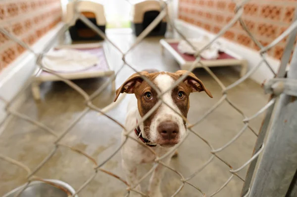 Dog Shelter Fence — Stock Photo, Image