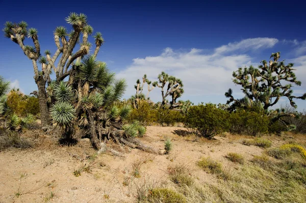 Joschua-Bäume in der Wüste — Stockfoto