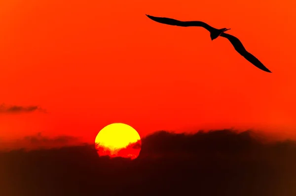 Silhouette d'oiseau volant — Photo