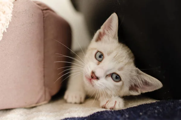 Kitten Cat Adorable Looking — Stock Photo, Image