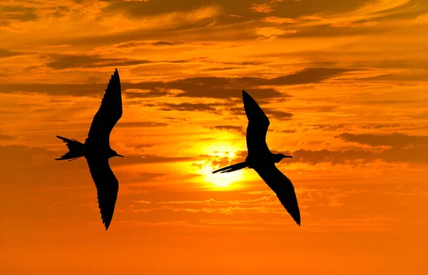 Fågel Silhouette flyger — Stockfoto