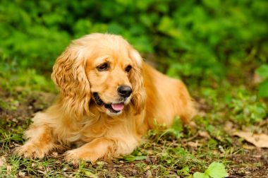 Cocker spaniel köpek