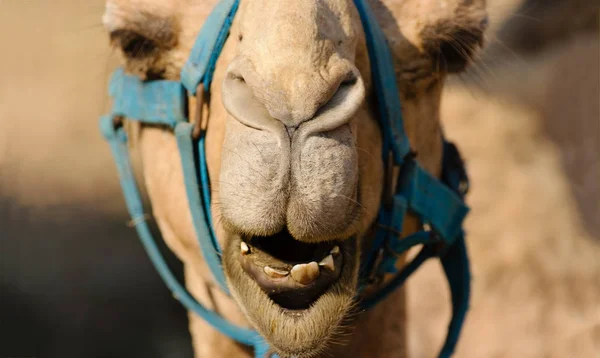 Animais engraçados Cara de camelo — Fotografia de Stock
