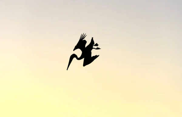 Bird Diving Pelican Silhouette Isolated — Stock Photo, Image